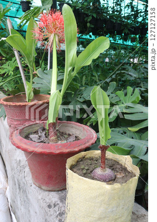 Haemanthus flower plant on nursery Haemanthus flower plant on nursery 127127158