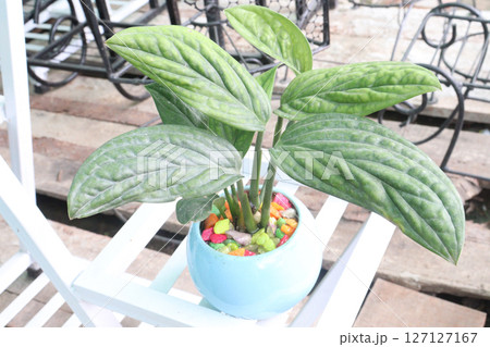 Monstered humanitariste Peru leaf plant Monstered humanitariste Peru leaf plant 127127167