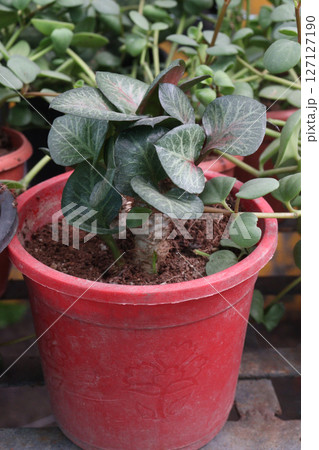 Euphorbia francoisii leaf plant on nursery Euphorbia francoisii leaf plant on nursery 127127190