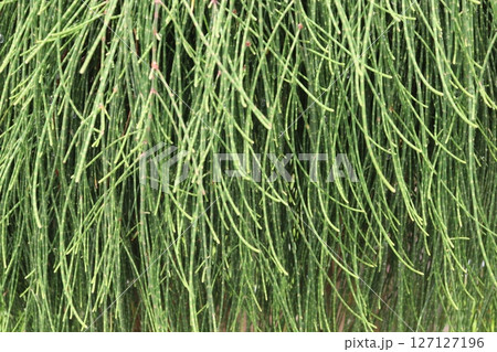 Casuarina glauca leaf plant on pot in nursery Casuarina glauca leaf plant on pot in nursery 127127196