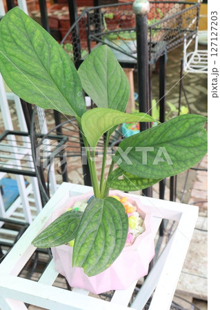 Monstera karstenianum Peru leaf plant 127127203