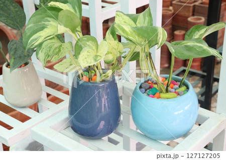 Money plant on farm for sell 127127205