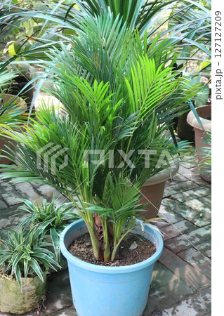 Chrysalidocarpus lutescens leaf plant on pot Chrysalidocarpus lutescens leaf plant on pot 127127209