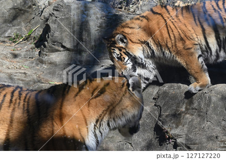 トラ(アムールトラ) トラ(アムールトラ) 127127220