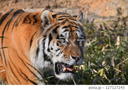 トラ(アムールトラ) トラ(アムールトラ) 127127245