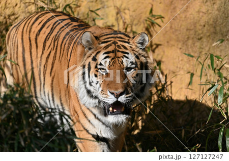 トラ（アムールトラ）　 127127247