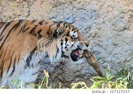 トラ（アムールトラ）　 127127257