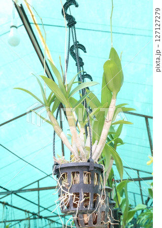 Brassolaeliocattleya flower plant on hanging pot 127127279