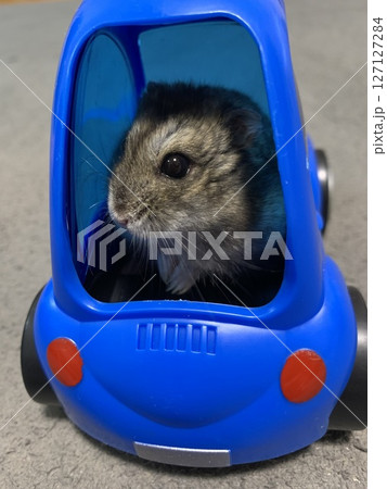 車に乗るハムスター 127127284