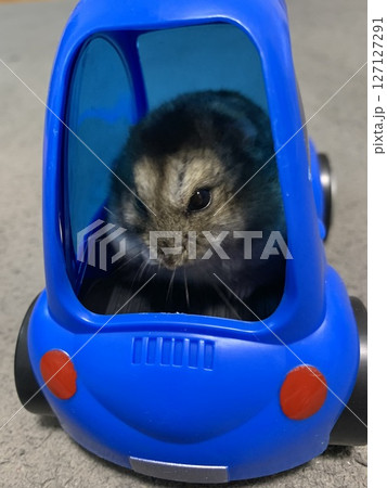 車に乗るハムスター 127127291