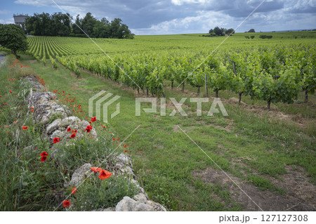 Vibrant poppies blooming along the stone wall in the Bordeaux vineyards of Saint-Emilion during 127127308