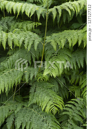 Lush green ferns and plants create a dense vegetation wall in a tranquil forest, inviting Lush green ferns and plants create a dense vegetation wall in a tranquil forest, inviting 127127312