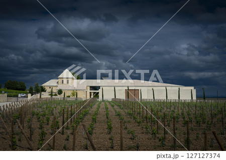 Springtime vineyards at Chateau Belai-Monnange in Saint-Emilion showcase lush grapevines under a 127127374