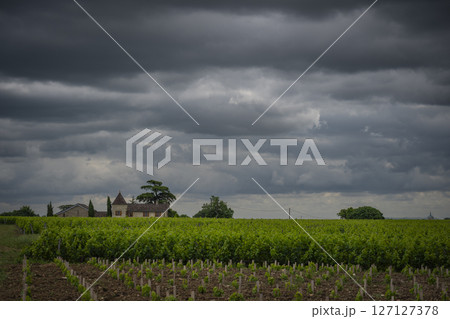 Vineyards of Bordeaux under dramatic clouds in Saint-Emilion during late spring harvest preparations 127127378