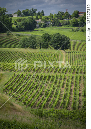 Vineyards of Saint-Emilion showcasing lush greenery during spring along the Bordeaux wine route Vineyards of Saint-Emilion showcasing lush greenery during spring along the Bordeaux wine route 127127380