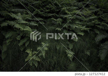 Lush green ferns and plants create a dense vegetation wall in a tranquil forest, inviting Lush green ferns and plants create a dense vegetation wall in a tranquil forest, inviting 127127412