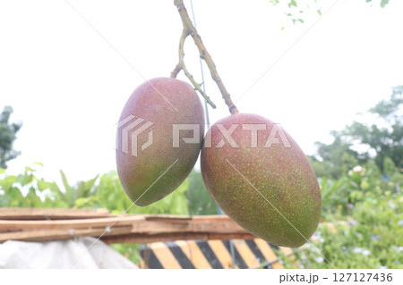 mango on tree in farm for sell mango on tree in farm for sell 127127436