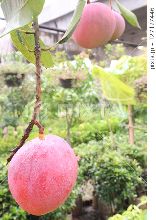 mango on tree in farm for sell mango on tree in farm for sell 127127446