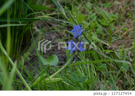 水田に咲く紫色の綺麗な花 127127454