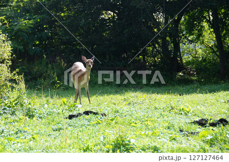 森の中のエゾシカ 127127464