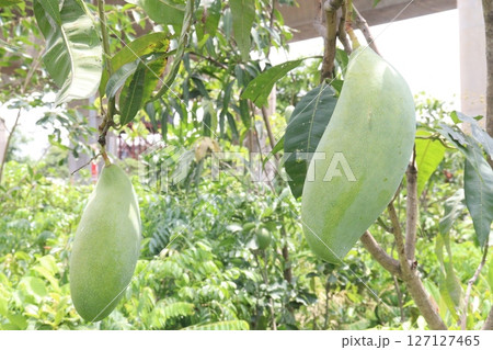 mango on tree in farm for sell 127127465
