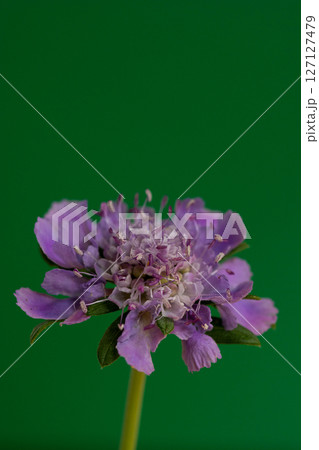 緑背景の紫のマツムシソウ 127127479