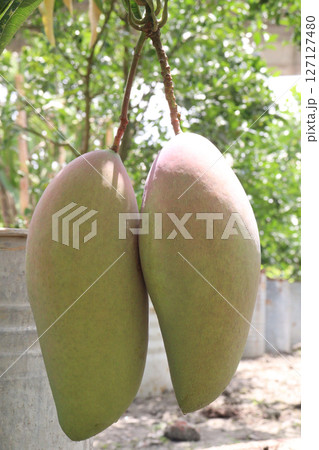 mango on tree in farm for sell mango on tree in farm for sell 127127480