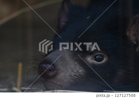 タスマニアデビル　 127127508