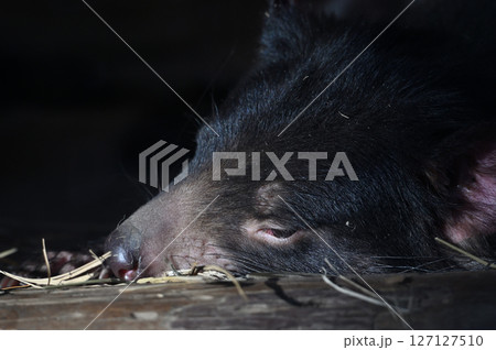 タスマニアデビル　 127127510