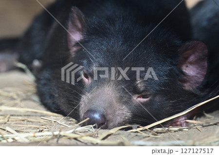 タスマニアデビル　 127127517