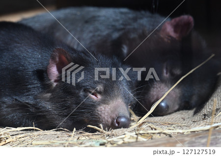 タスマニアデビル　 127127519