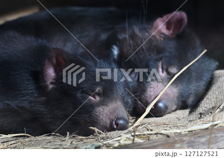 タスマニアデビル　 127127521