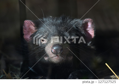 タスマニアデビル　 127127525