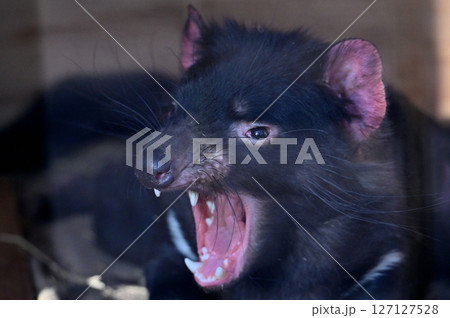 タスマニアデビル　 127127528