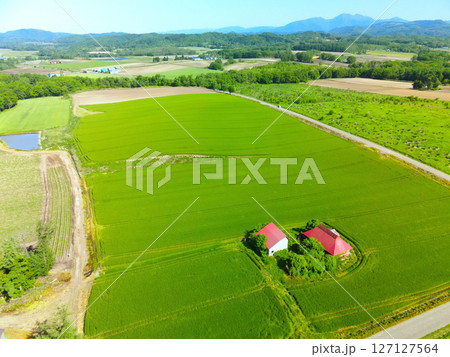 初夏の北海道厚沢部町で青い秋まき小麦畑の風景を空撮 127127564