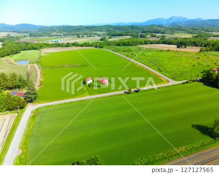 初夏の北海道厚沢部町で青い秋まき小麦畑の風景を空撮 127127565