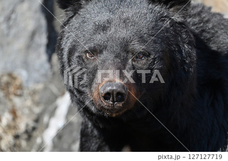 クマ　（ツキノワグマ） 127127719