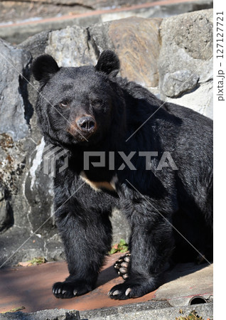 クマ　（ツキノワグマ） 127127721