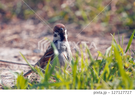 Small Sparrow Perched in Grass on a Warm and Sunny Day Small Sparrow Perched in Grass on a Warm and Sunny Day 127127727