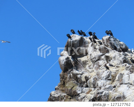 大きな岩に群がるウミウ 127127762