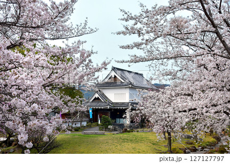 京都　勝竜寺城の桜 127127797