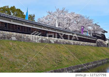 京都 勝竜寺城の桜 京都 勝竜寺城の桜 127127798