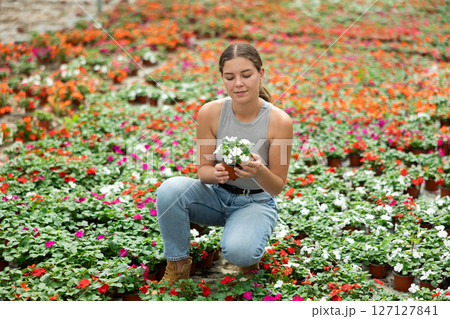 Girl chooses beautiful fresh flowers of the Balsaminaceae genus for her home 127127841