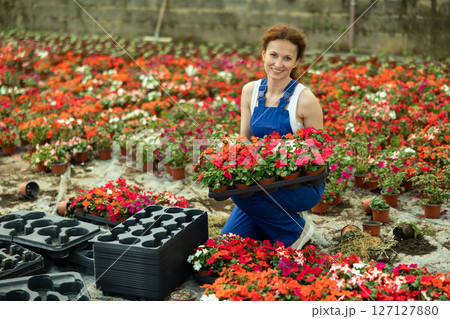 worker in a garden store holds a tray of flowers in her hands 127127880