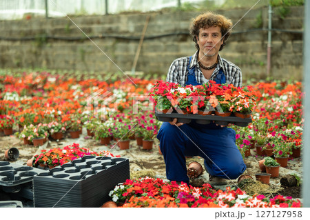 worker in a garden store holds a tray of flowers 127127958