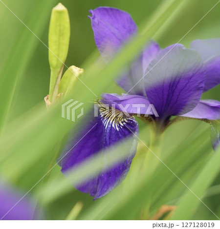 紫色の花びらが美しいアヤメの花　 127128019