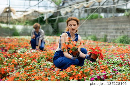 female worker holds a red and orange balsam flower in her hands. female worker holds a red and orange balsam flower in her hands. 127128103