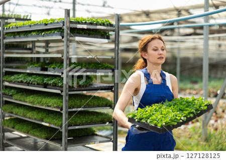 Woman garden store worker with seedlings in her hands Woman garden store worker with seedlings in her hands 127128125