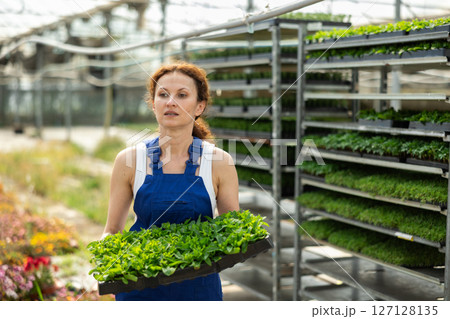 Female worker in overalls carries tray with mint flower sprouts in greenhouse 127128135