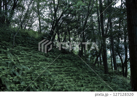 君に会いし日もどかしさ 127128320